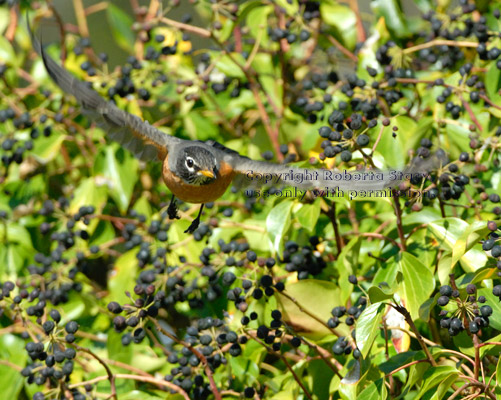 American robin in flight, flying away from English ivy plant that is loaded with berries