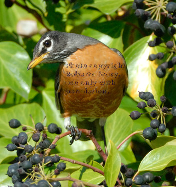 American robin perched on English ivy stem