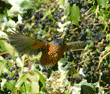 American robin flying toward berries on English ivy plant