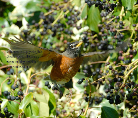 American robin flying toward berries on English ivy plant