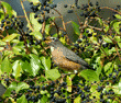 American robin eating English ivy berries