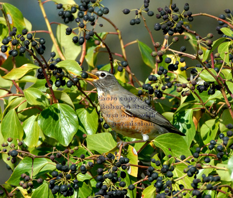 American robin eating English ivy berries