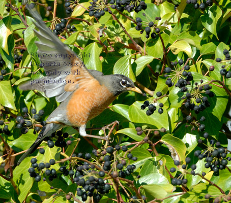 American robin with spread wings on English ivy