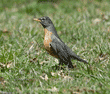 American robin on lawn