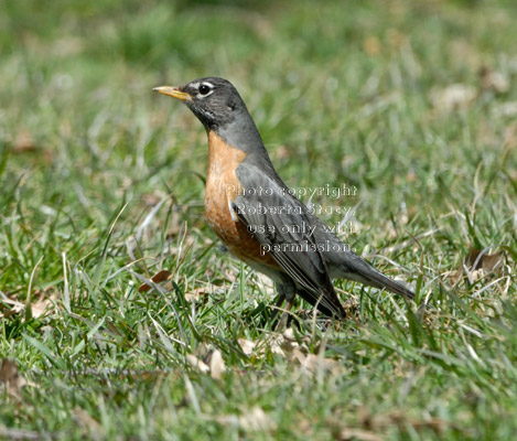 American robin on lawn