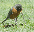 American robin pulling on worm