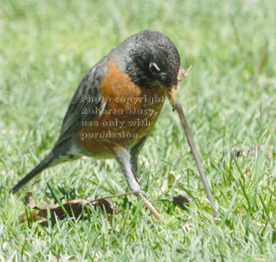 American robin pulling on worm