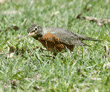 American robin looking for worms