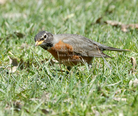 American robin looking for worms