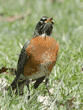 American robin looking up