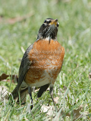 American robin looking up