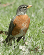 American robin standing in grass