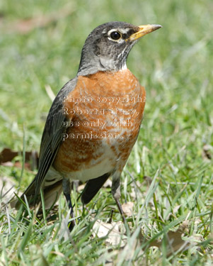 American robin standing in grass