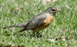 American robin and earthworm