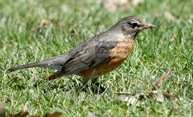 American robin and earthworm