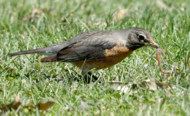 American robin holding an earthworm in its bill