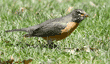 American robin eating an earthworm