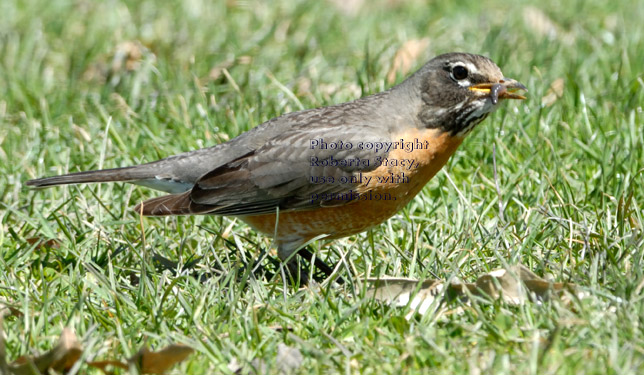 American robin eating an earthworm