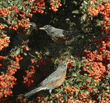 American robins on pyracantha bush