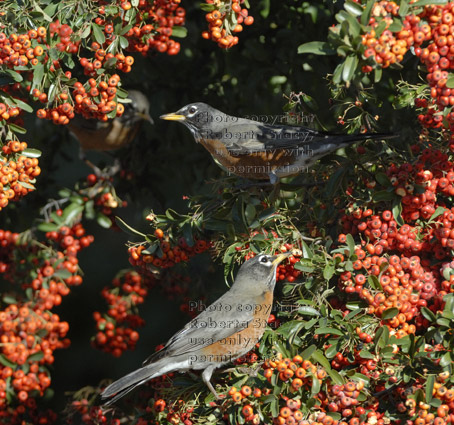 American robins on pyracantha bush