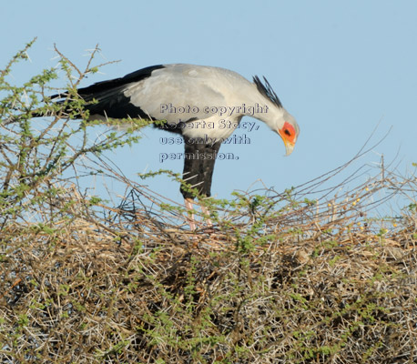 secretary bird in process of building nest in top of acacia tree