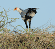 secretary bird building nest in acacia tree