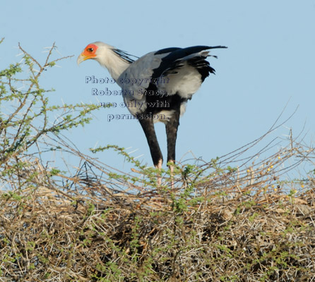 secretary bird building nest in acacia tree