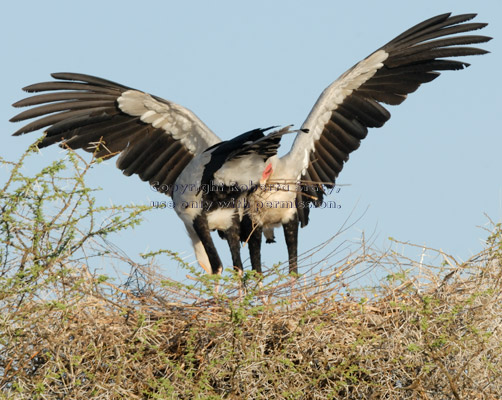 secretary bird arriving in treetop with materials for nest