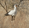 secretary bird on ground gathering materials for nest