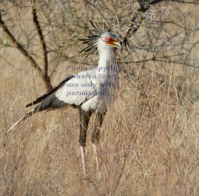 secretary bird on ground gathering materials for nest