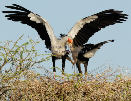 secretary bird landing in treetop with nexting material