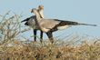 pair of secretary birds standing on nest in acatia tree