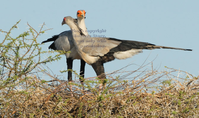 pair of secretary birds standing on nest in acatia tree