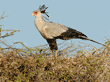 secretary bird in treetop waiting for its mate to bring nesting materials