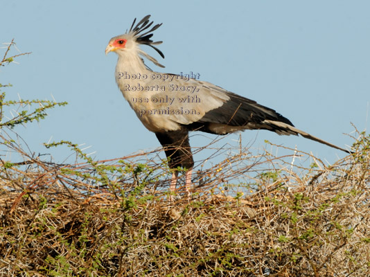 secretary bird in treetop waiting for its mate to bring nesting materials