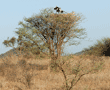 two secretary birds in the top of an acacia tree