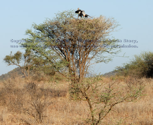 two secretary birds in the top of an acacia tree