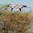 secretary bird couple on their nest in the top of an acacia tree