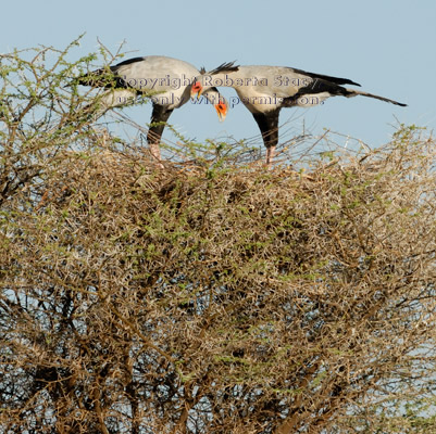 secretary bird couple on their nest in the top of an acacia tree