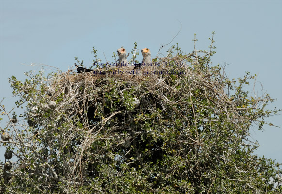 two secretary bird chicks in their nest waiting to be fed