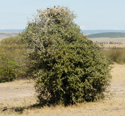 two secretary bird chicks in a nest at the top of a tree