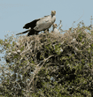 two secretary bird chicks in a treetop nest