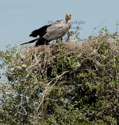 two secretary bird chicks in a treetop nest