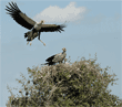 adult secretary bird flying down to chicks in nest