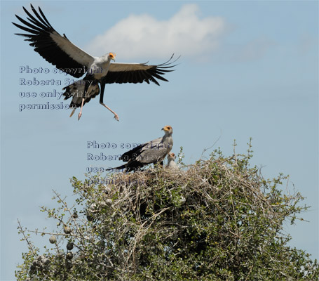 adult secretary bird flying down to chicks in nest