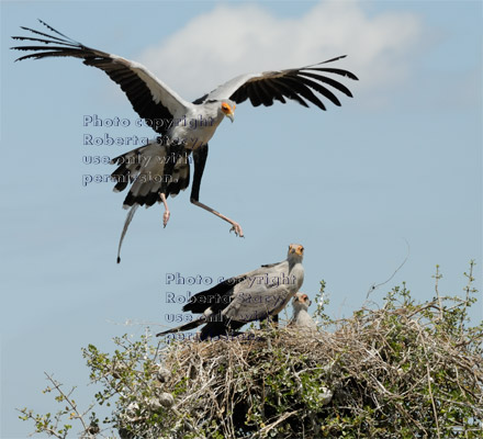 secretary bird returning to nest to feed its chicks