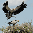 secretary bird about to land on nest with chicks