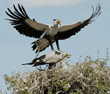 secretary bird parent landing on nest to feed its chicks