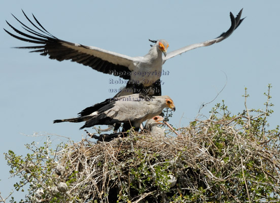 secretary bird parent in nest with its chicks