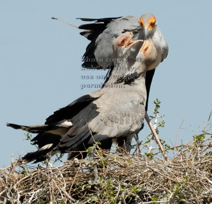 secretary bird chicks reaching for food from their parent